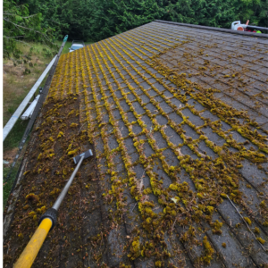 Why Roof Cleaning Is Important for Homeowners in the Olympic Peninsula